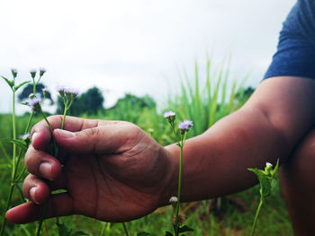 Close-up of hand holding plant