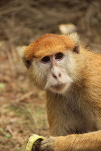 Close-up of a monkey looking away