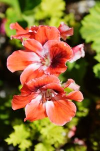 Close-up of day lily plant