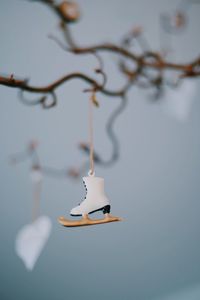 Close-up of water drop hanging from branch