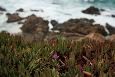 Close-up of purple flowering plants on field