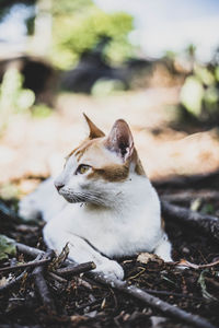 Cat looking away on field
