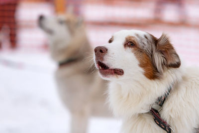 Close-up of a dog looking away