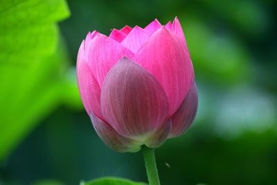 Close-up of pink lily