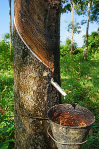 Close-up of tree stump