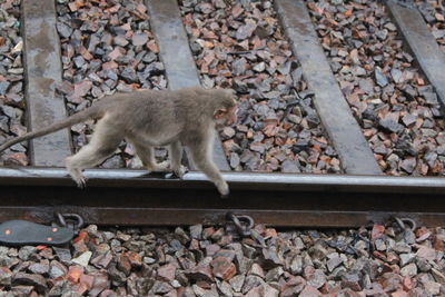 Cat lying on railroad track