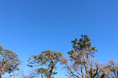 Low angle view of tree against blue sky