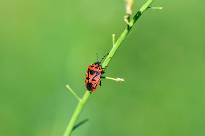 Close-up of insect on plant