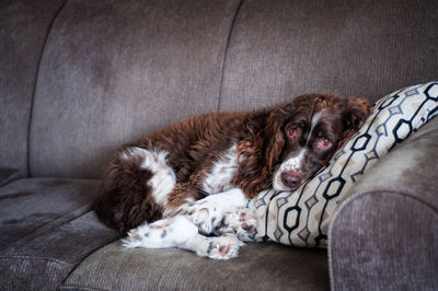 Dog lying on sofa