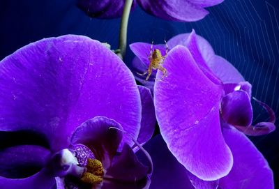 Close-up of purple flower