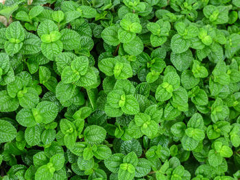 Full frame shot of green leaves