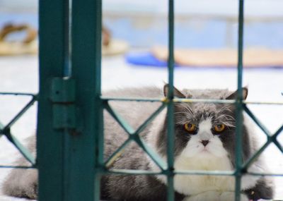 Close-up portrait of a cat seen through metal fence