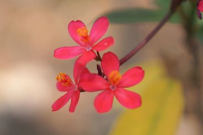 Close-up of pink flowering plant