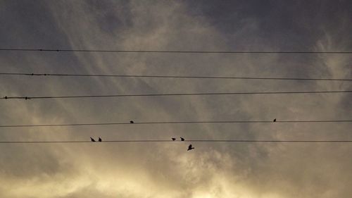 Low angle view of birds flying against sky