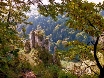 Trees in forest