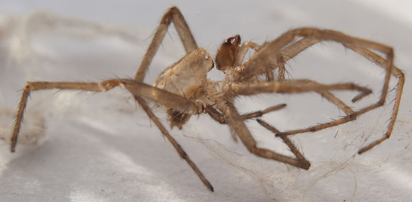 Close-up of spider