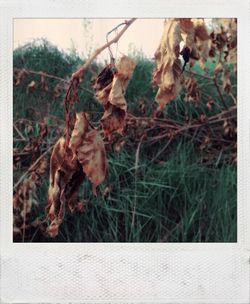 Close-up of plant growing on field