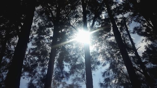 Sun shining through trees