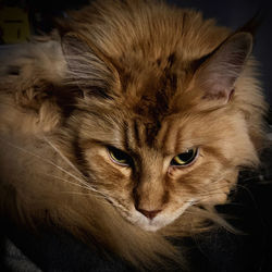 cat