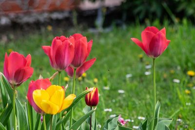 Close-up of red tulip flowers on field