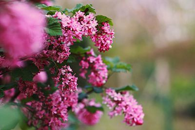 Close-up of pink flowers blooming outdoors