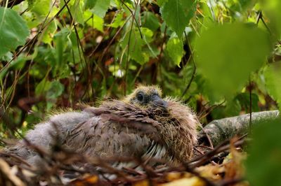 Close-up of bird on plant