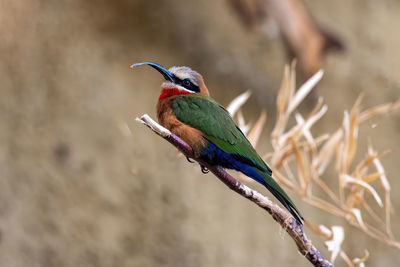 Close-up of bird perching on branch