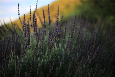 Close-up of lavender on field against sky
