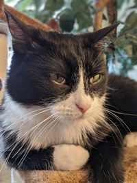 Close-up portrait of a cat