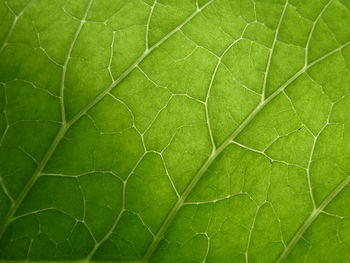 Full frame shot of green leaf