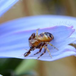 Close-up of insect