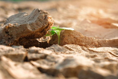 Close-up of seedling on rock