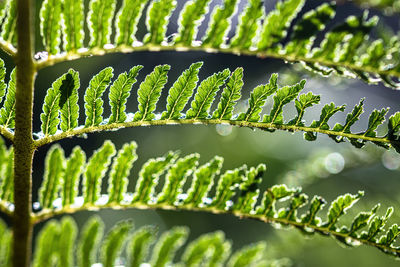 Close-up of fern leaves