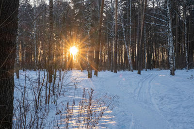 Bare trees on snow covered land during winter