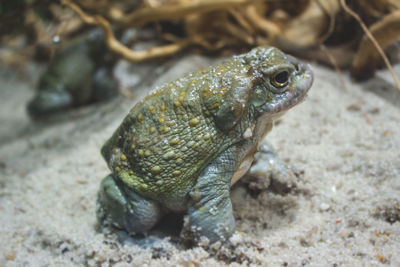 Close-up of lizard