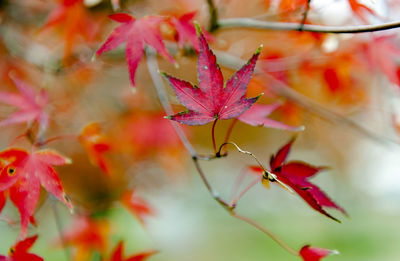 Close-up of red maple leaves on plant during autumn