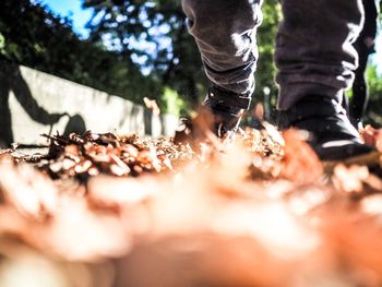 Low section of man standing on leaves