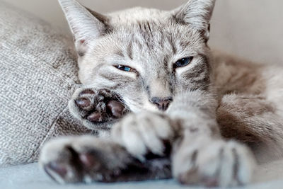 Close-up of cat lying on sofa at home