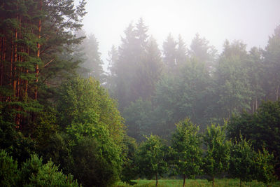 Trees in forest during rainy season