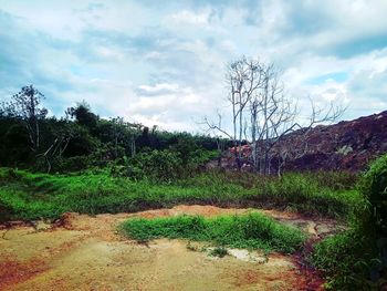 Plants growing on land against sky