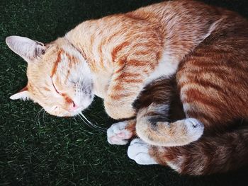 High angle view of cat sleeping