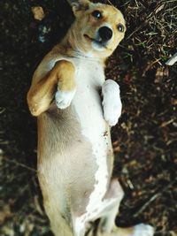 High angle view of stuffed toy on field