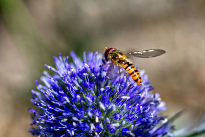 Close-up of hoverfly on blue flower