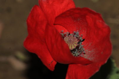 Close-up of red poppy blooming outdoors