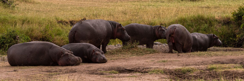 Six hippos lying and standing in savannah