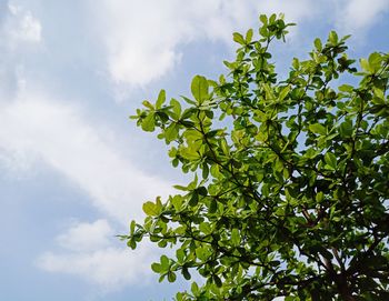 Low angle view of tree against sky