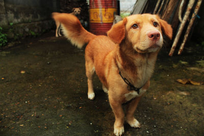 Portrait of dog standing on street in city