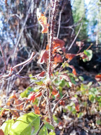 Close-up of dry plant in forest