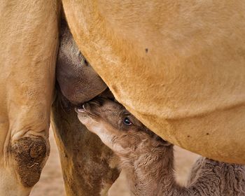 Close-up of horse