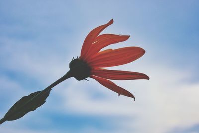 Low angle view of red flowering plant against sky